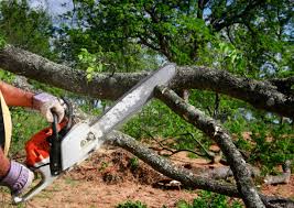 Best Lawn Maintenance Plans  in Van Vleck, TX