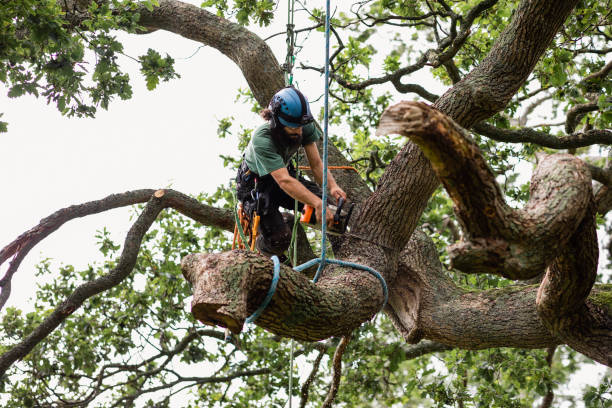Best Tree Disease Treatment  in Van Vleck, TX