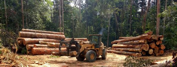 Trusted Van Vleck, TX Tree Care Experts