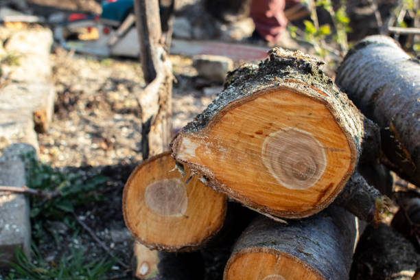 Best Tree Maintenance Programs  in Van Vleck, TX