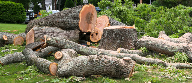Best Tree Cabling and Bracing  in Van Vleck, TX