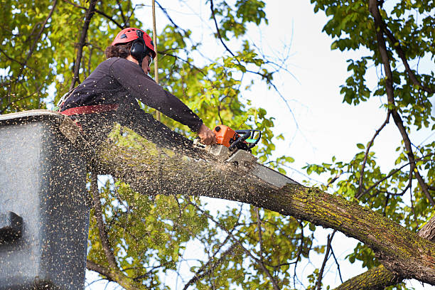 How Our Tree Care Process Works  in  Van Vleck, TX