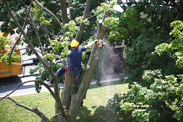 Best Tree Risk Assessment  in Van Vleck, TX